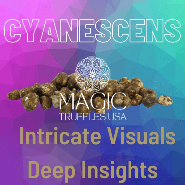 cyanescens magic truffles usa